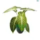 Youngplants | Best xanthosoma varieties Supply 1