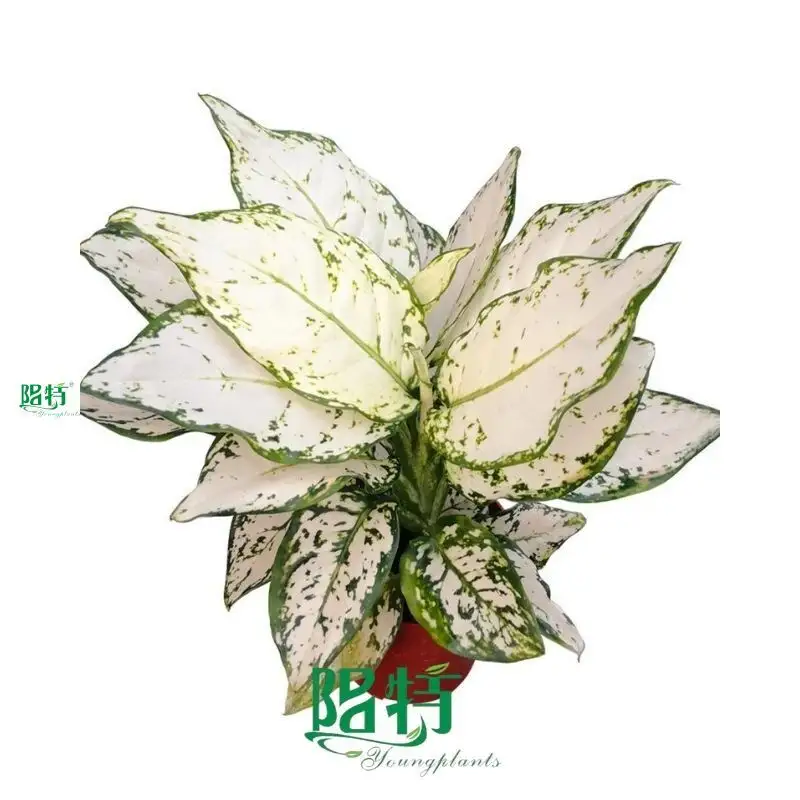 Youngplants | Wholesale aglaonema red Suppliers 1