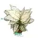 Youngplants | Wholesale aglaonema red Suppliers 1