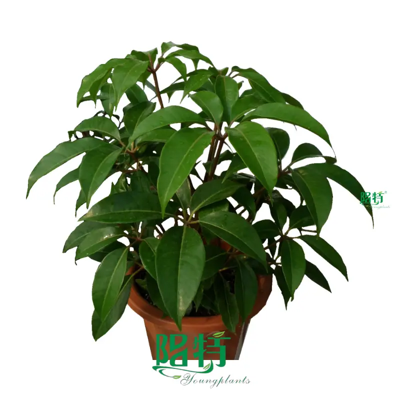 High-quality Anthurium Manufacturers | Youngplants 1