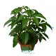 High-quality Anthurium Manufacturers | Youngplants 1