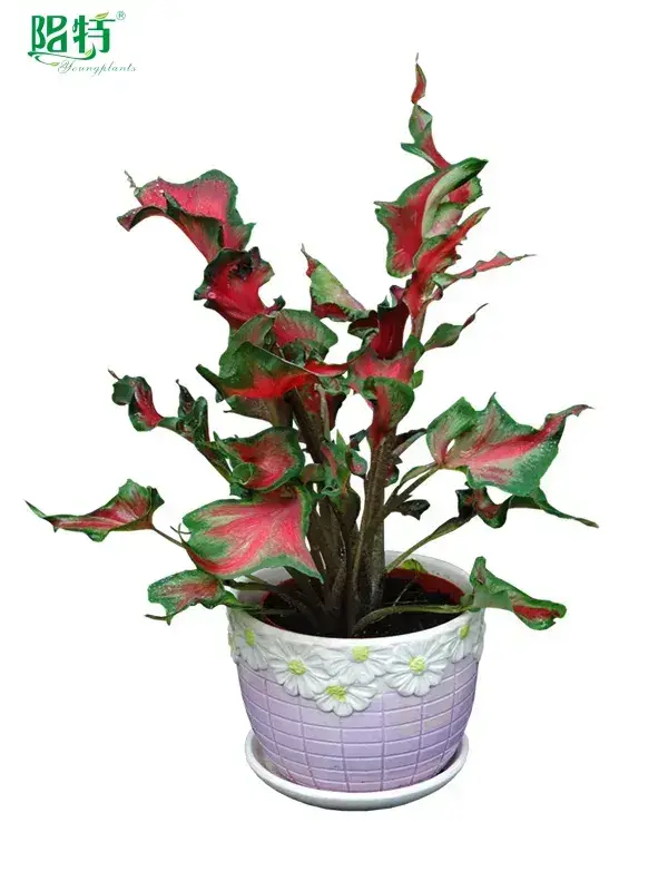 Youngplants | High-quality live caladium plants Factory 1