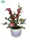 Youngplants | High-quality live caladium plants Factory 1