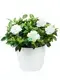 Top pruning plants and trees Manufacturers | Youngplants 1