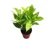 Hot-selling woody trees Manufacturers | Youngplants 1
