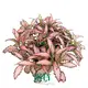 High-quality fittonia Supply | Youngplants 1