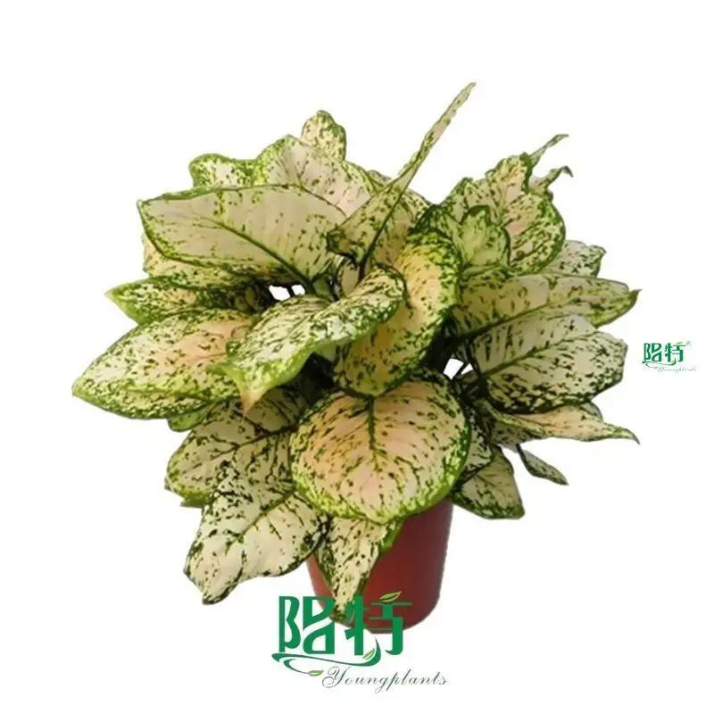 High-quality aglaonema Suppliers | Youngplants 1