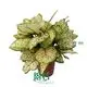High-quality aglaonema Suppliers | Youngplants 1