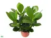 Custom clusia watering Supply Manufacturer | Youngplants 1