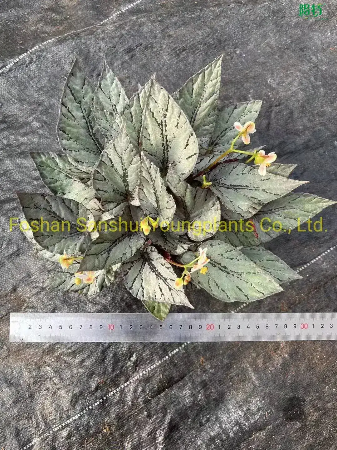 Youngplants | Hot-selling begoniaceae Company 1