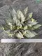 Youngplants | Hot-selling begoniaceae Company 1
