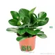 Hot-Sale peperomia Company | Youngplants 1