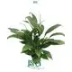 Youngplants | Hot-selling spathiphyllum plant care Company 1