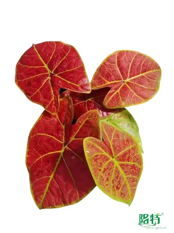 Hot-selling perennial plants Supply | Youngplants 1