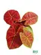 Hot-selling perennial plants Supply | Youngplants 1
