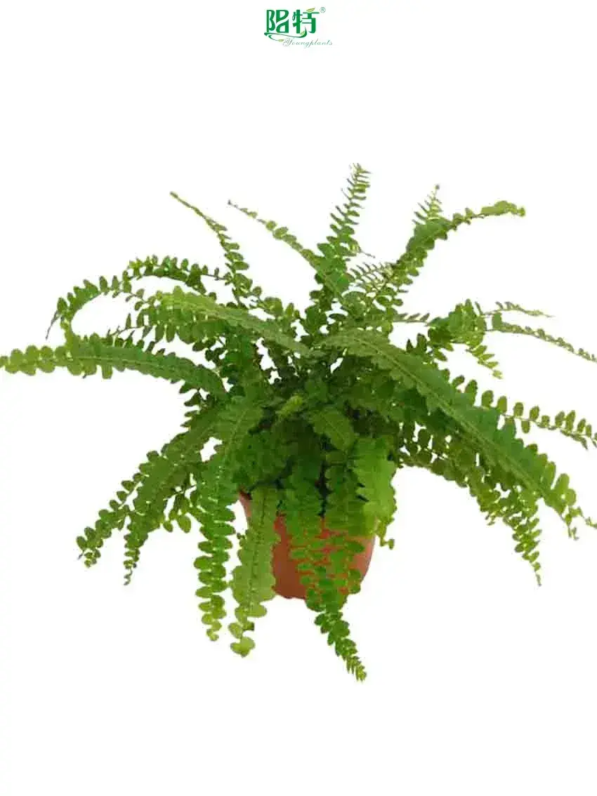Youngplants | High-quality tree fern Factory 1