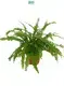 Youngplants | High-quality tree fern Factory 1