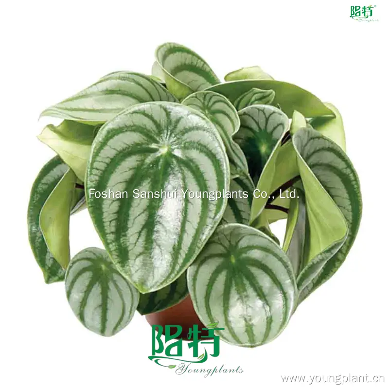 Custom peperomia graveolens Company Manufacturer | Youngplants 1