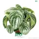 Custom peperomia graveolens Company Manufacturer | Youngplants 1