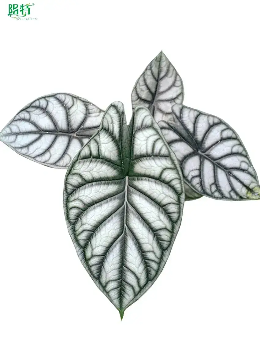Youngplants | Hot-selling alocasia types Supply 1