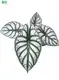 Youngplants | Hot-selling alocasia types Supply 1