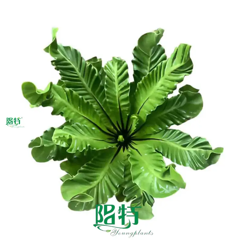 Best japanese painted fern Company | Youngplants 1