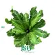 Best japanese painted fern Company | Youngplants 1
