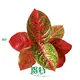 Youngplants | Top aglaonema types Factory 1