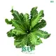 High-quality japanese painted fern Manufacturers | Youngplants 1