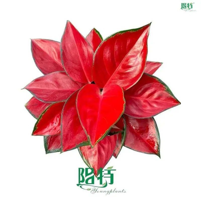 High-quality aglaonema pink Factory | Youngplants 1
