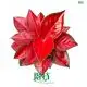 High-quality aglaonema pink Factory | Youngplants 1