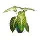 High-quality xanthosoma plant Suppliers | Youngplants 1