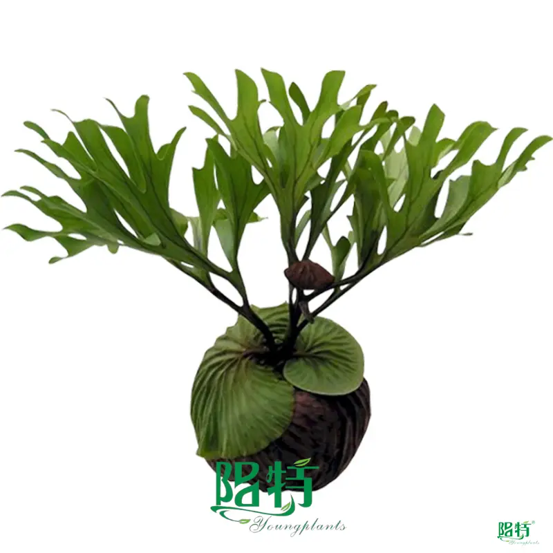 dryopteris erythrosora at Wholesale Prices | Youngplants 1
