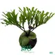 dryopteris erythrosora at Wholesale Prices | Youngplants 1