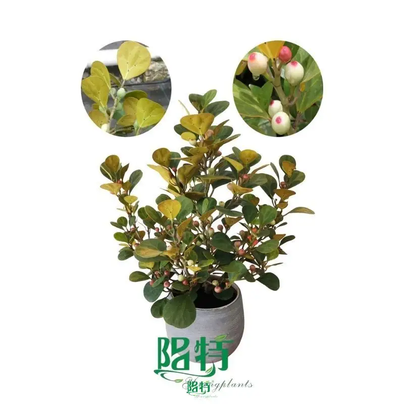 Best Ficus elastica Ruby Factory | Youngplants 1