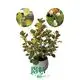 Best Ficus elastica Ruby Factory | Youngplants 1