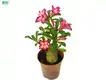 Custom woody ornamental plants Supply Manufacturer | Youngplants 1