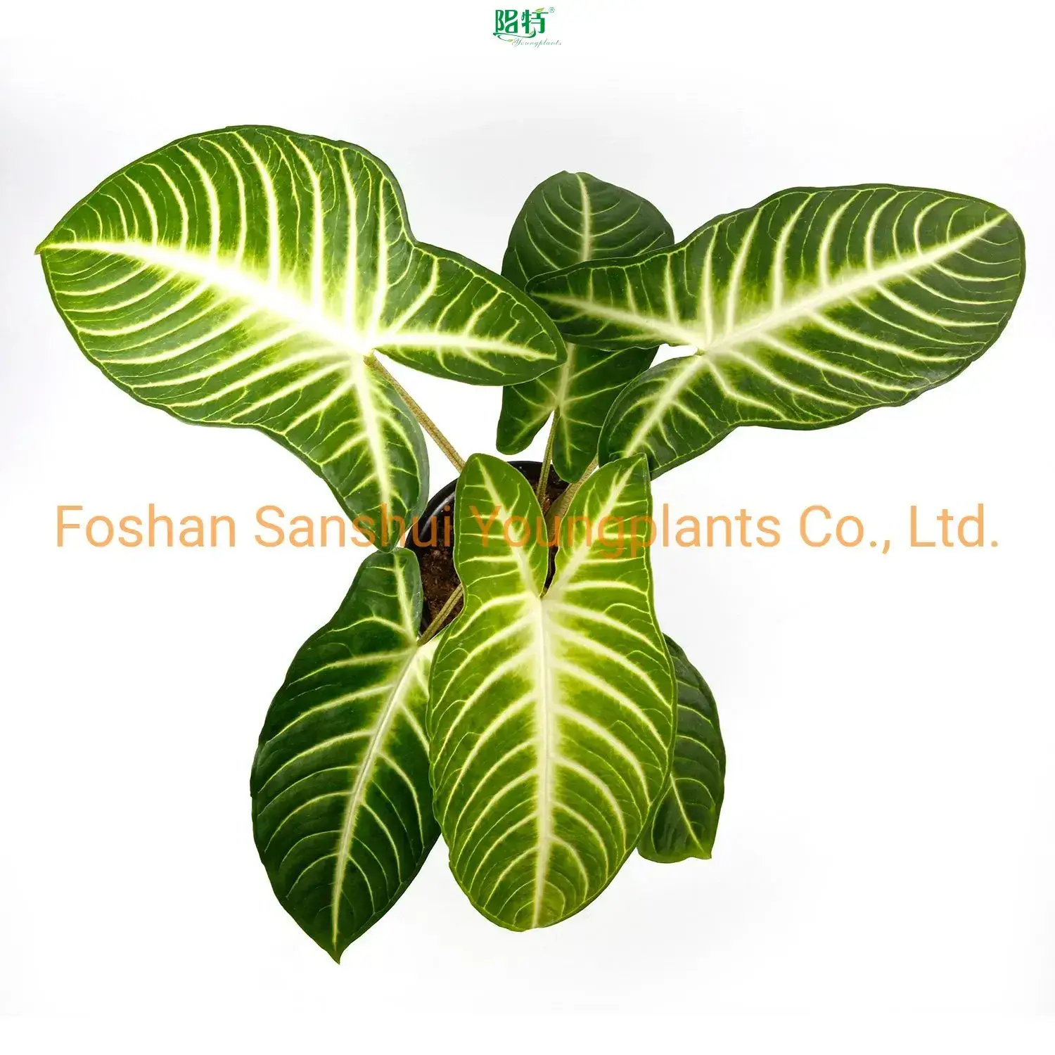 Youngplants | Best xanthosoma Company 1
