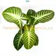Youngplants | Best xanthosoma Company 1