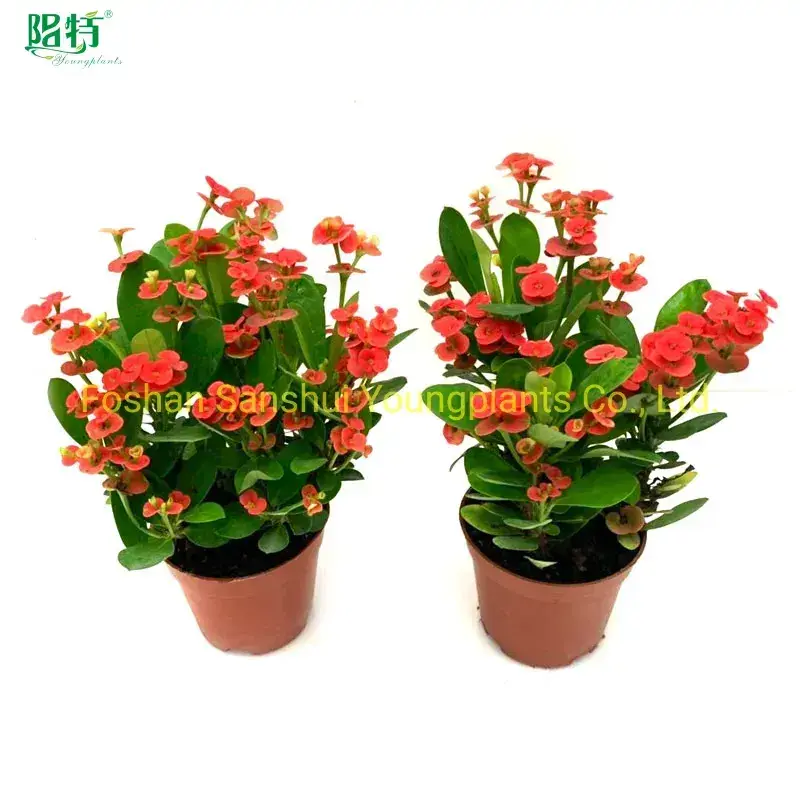 Youngplants | Wholesale trimming landscape bushes Suppliers 1
