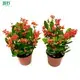 Youngplants | Wholesale trimming landscape bushes Suppliers 1