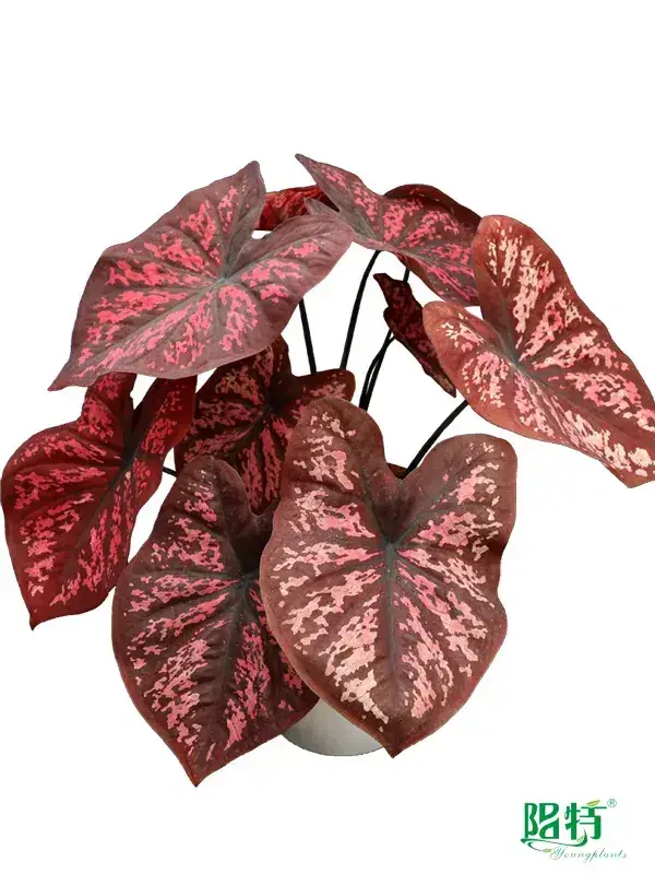 Youngplants | Wholesale caladium propagation Supply 1