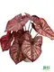 Youngplants | Wholesale caladium propagation Supply 1