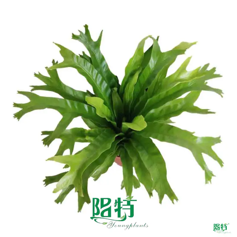High-quality how to do a tissue culture Company | Youngplants 1