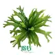 High-quality how to do a tissue culture Company | Youngplants 1