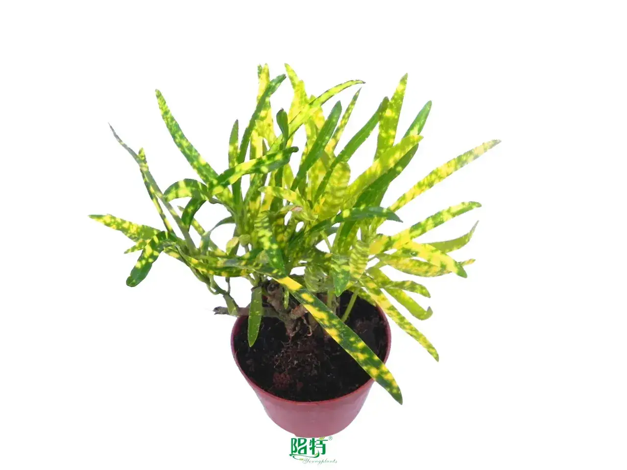 Custom croton codiaeum variegatum Factory Manufacturer | Youngplants 1