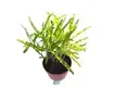 Custom croton codiaeum variegatum Factory Manufacturer | Youngplants 1