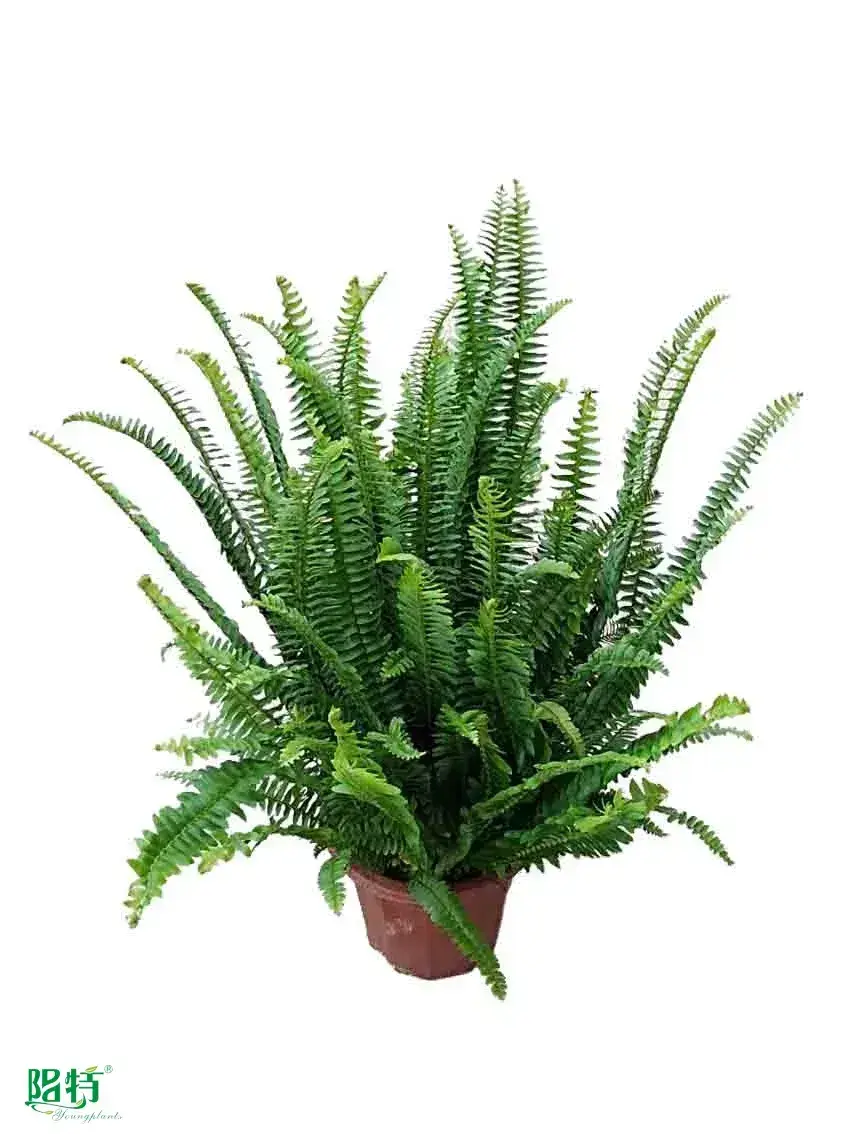 Youngplants | Top dryopteris erythrosora Factory 1