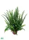 Youngplants | Top dryopteris erythrosora Factory 1