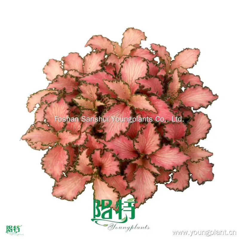 nerve plant flower at Wholesale Prices | Youngplants 1